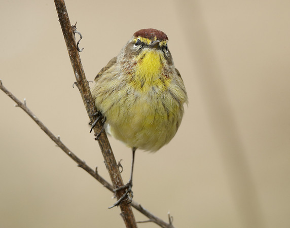 Palm Warbler Setophaga palmarum