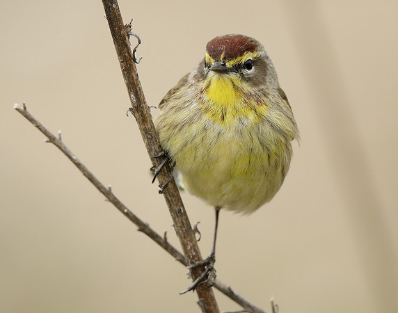 Palm Warbler Setophaga palmarum