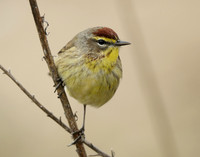 Palm Warbler Setophaga palmarum