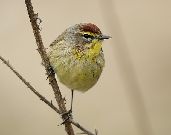 Palm Warbler Setophaga palmarum