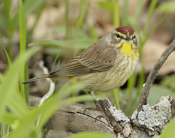 Palm Warbler Setophaga palmarum