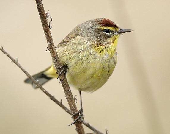 Palm Warbler Setophaga palmarum