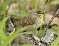 Palm Warbler Setophaga palmarum