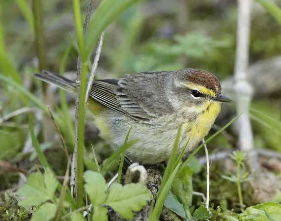 Palm Warbler Setophaga palmarum