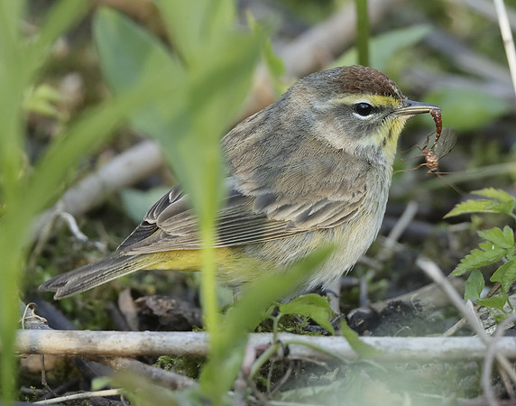 Palm Warbler Setophaga palmarum