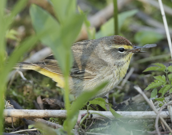 Palm Warbler Setophaga palmarum