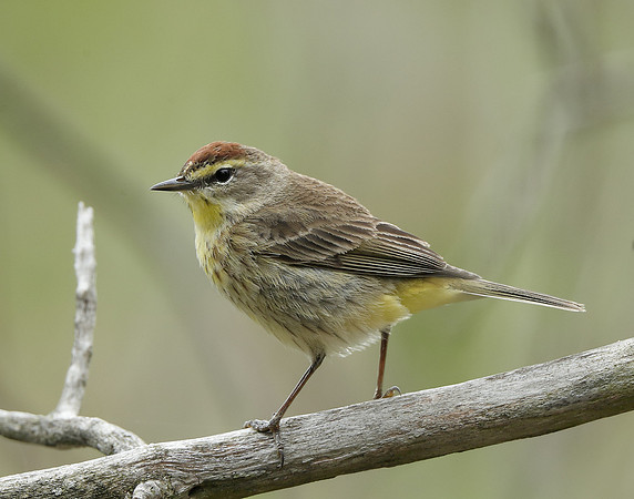 Palm Warbler Setophaga palmarum