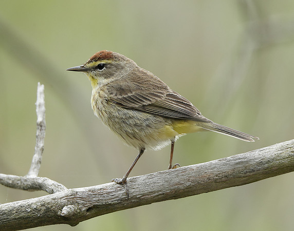 Palm Warbler Setophaga palmarum