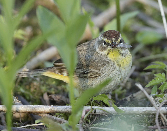Palm Warbler Setophaga palmarum
