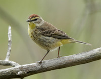 Palm Warbler Setophaga palmarum