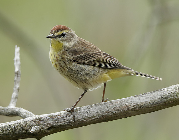Palm Warbler Setophaga palmarum