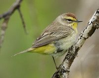 Palm Warbler Setophaga palmarum