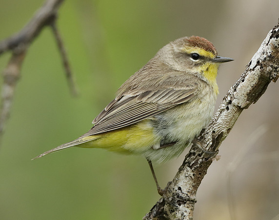 Palm Warbler Setophaga palmarum