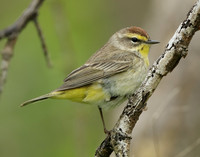 Palm Warbler Setophaga palmarum