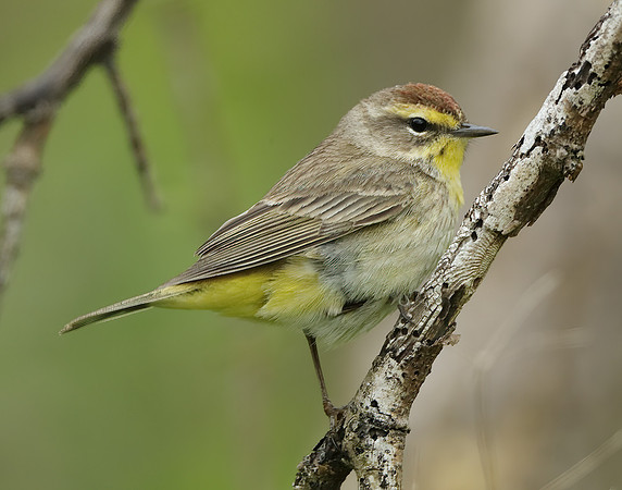 Palm Warbler Setophaga palmarum