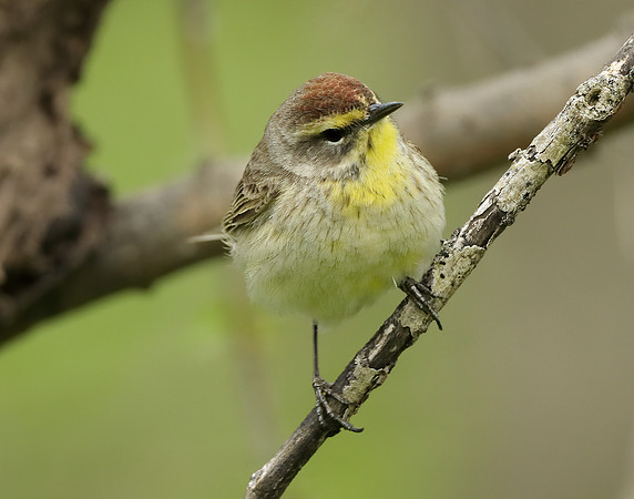 Palm Warbler Setophaga palmarum