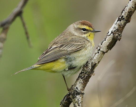 Palm Warbler Setophaga palmarum