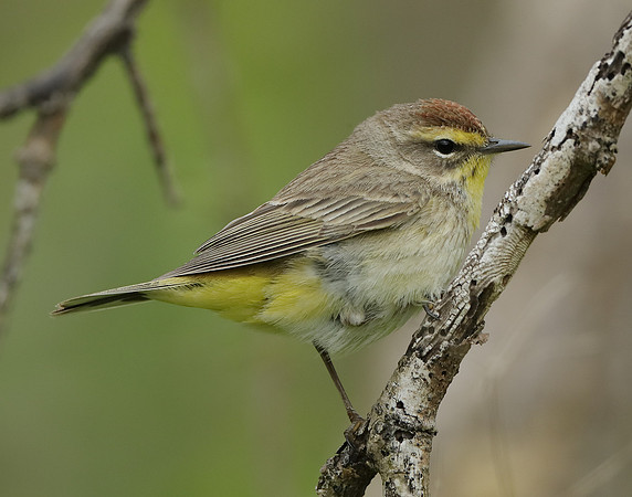 Palm Warbler Setophaga palmarum