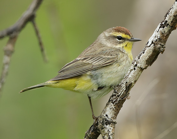 Palm Warbler Setophaga palmarum