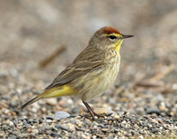 Palm Warbler Setophaga palmarum