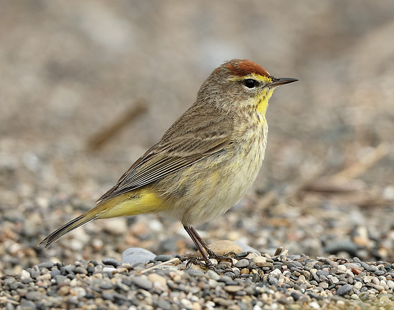 Palm Warbler Setophaga palmarum