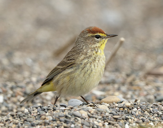 Palm Warbler Setophaga palmarum