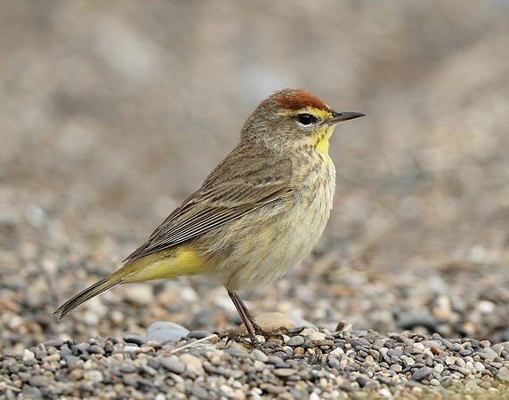 Palm Warbler Setophaga palmarum