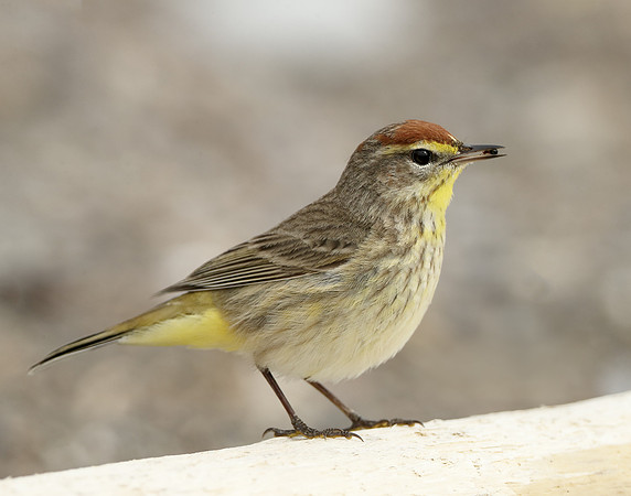 Palm Warbler Setophaga palmarum