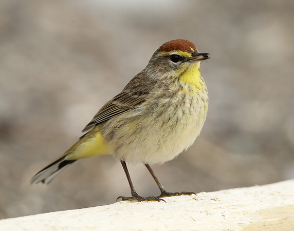 Palm Warbler Setophaga palmarum
