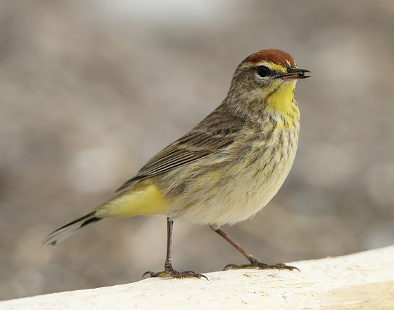 Palm Warbler Setophaga palmarum