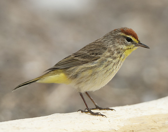 Palm Warbler Setophaga palmarum