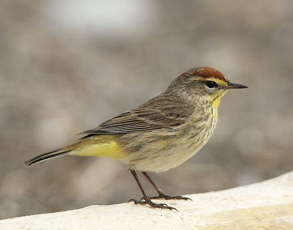 Palm Warbler Setophaga palmarum