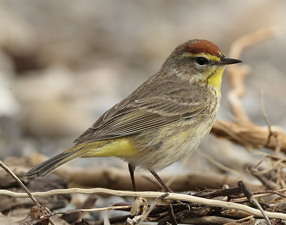 Palm Warbler Setophaga palmarum