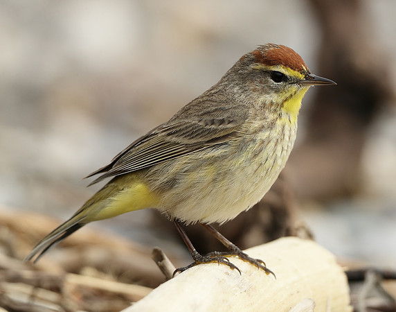 Palm Warbler Setophaga palmarum