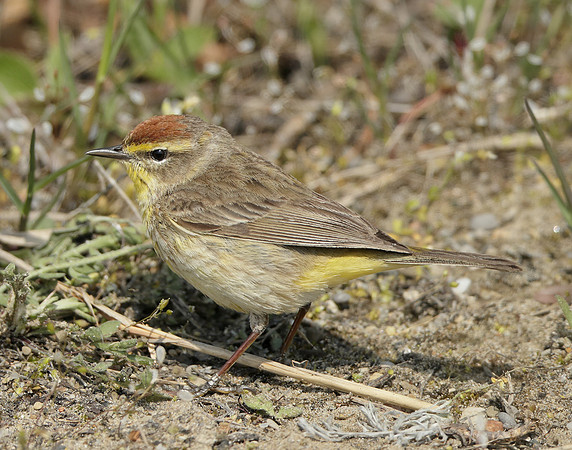 Palm Warbler Setophaga palmarum