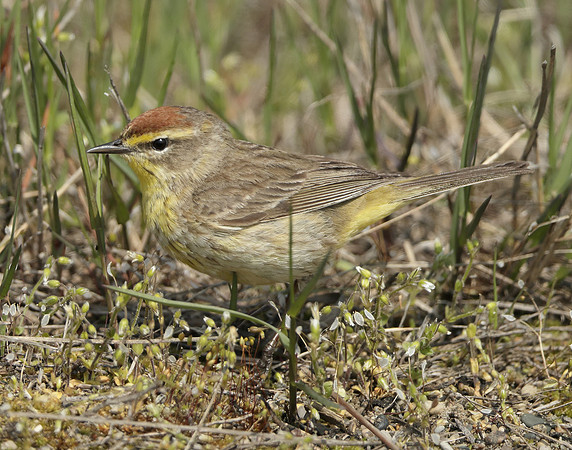 Palm Warbler Setophaga palmarum