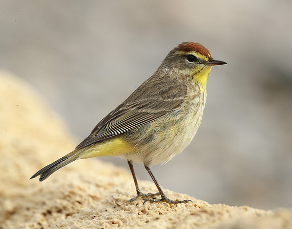 Palm Warbler Setophaga palmarum