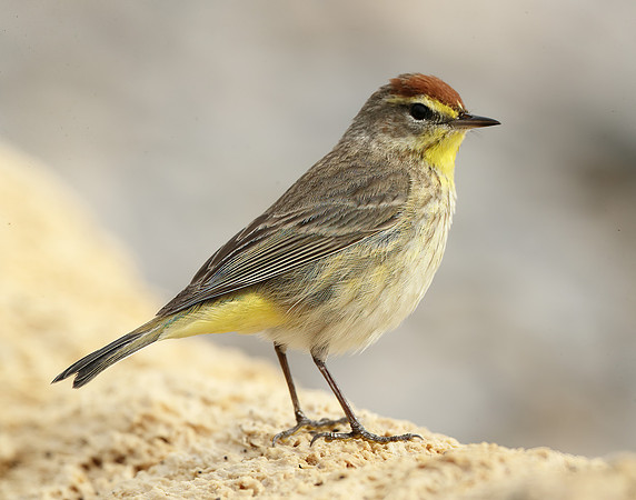 Palm Warbler Setophaga palmarum