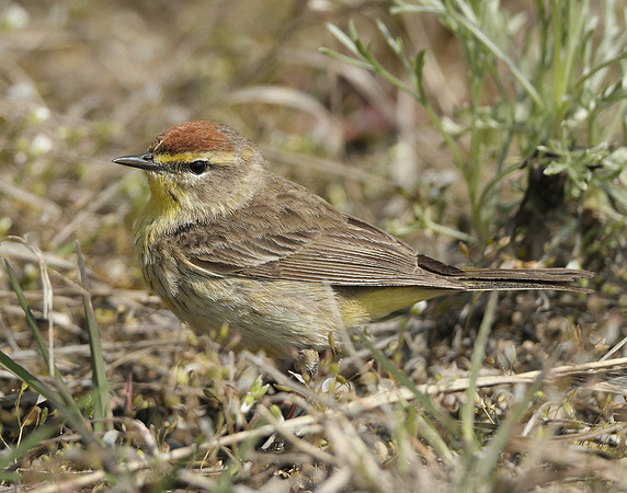 Palm Warbler Setophaga palmarum
