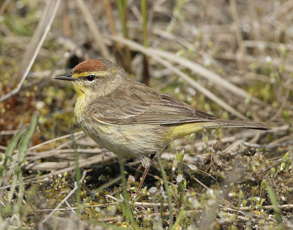 Palm Warbler Setophaga palmarum