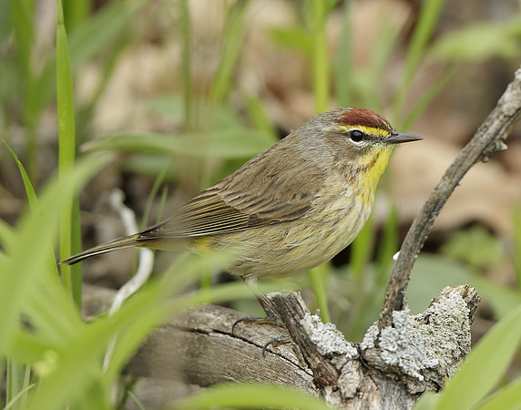 Palm Warbler Setophaga palmarum