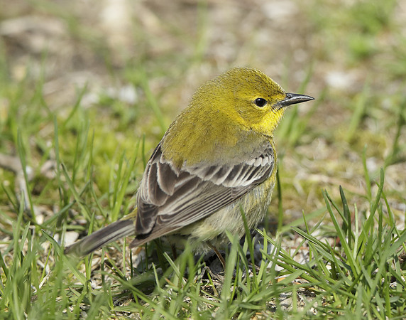 Pine Warbler Setophaga pinus