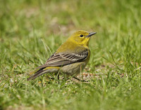 Pine Warbler Setophaga pinus