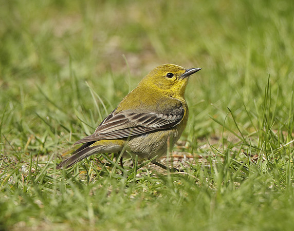 Pine Warbler Setophaga pinus
