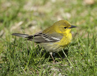 Pine Warbler Setophaga pinus