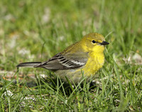Pine Warbler Setophaga pinus