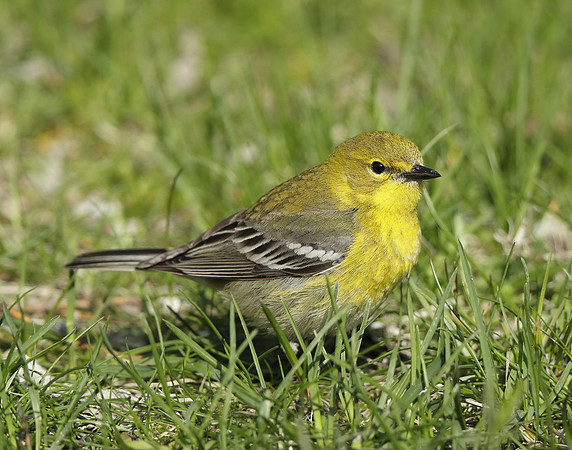 Pine Warbler Setophaga pinus