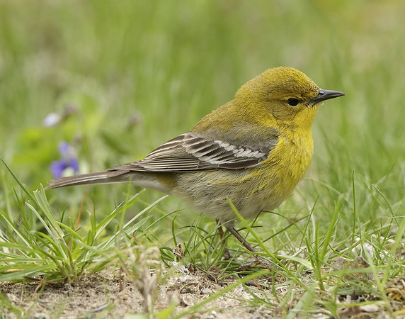 Pine Warbler Setophaga pinus