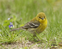 Pine Warbler Setophaga pinus