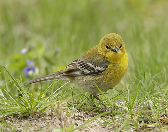 Pine Warbler Setophaga pinus